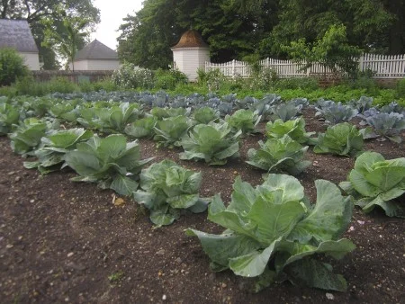Cabbage