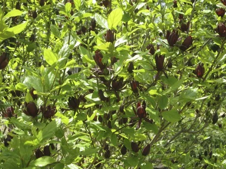 Carolina allspice