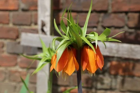 Crown Imperial fritillaria
