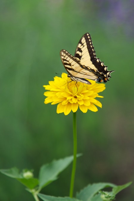 False Sunflower in the Upper Garden