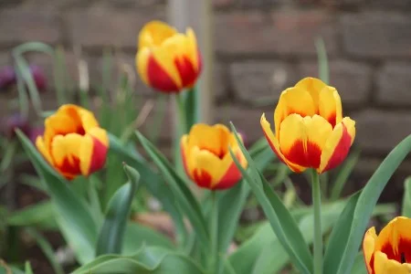 Keizerskroon Tulips