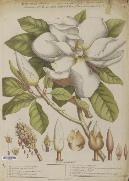 18th century engraving of southern magnolia by Ehret, G.D. (Wikimedia)