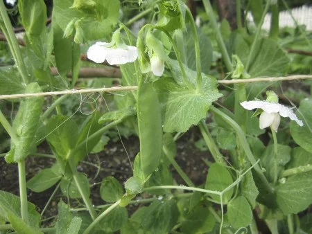 Peas