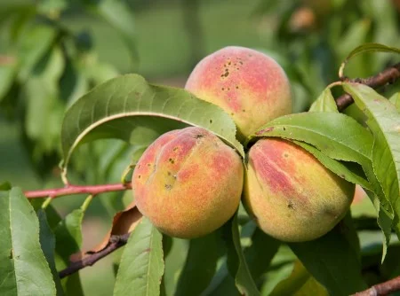 Peaches from the Fruit and Nursery Garden