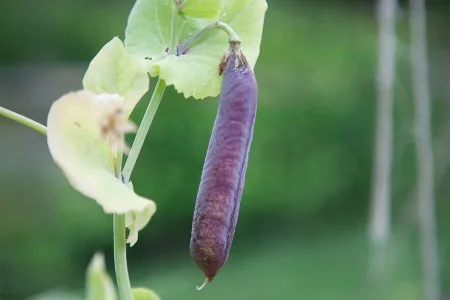 Peas