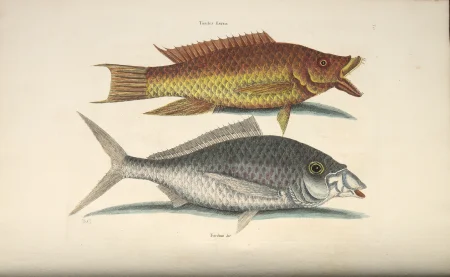 Illustration of shad by Mark Catsby in 1754 (University of Wisconsin Digital Collections)