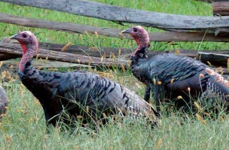 turkeys in the paddock area
