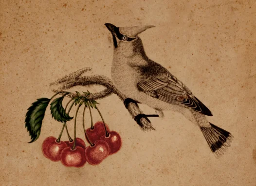 Cedar Waxwing, by Eleanor Parke Custis, original in the collection of Woodlawn, a National Trust Historic Site