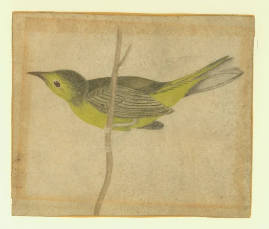 Yellow Bird on a Branch, by Eleanor Parke Custis, original in the collection of Woodlawn, a National Trust Historic Site